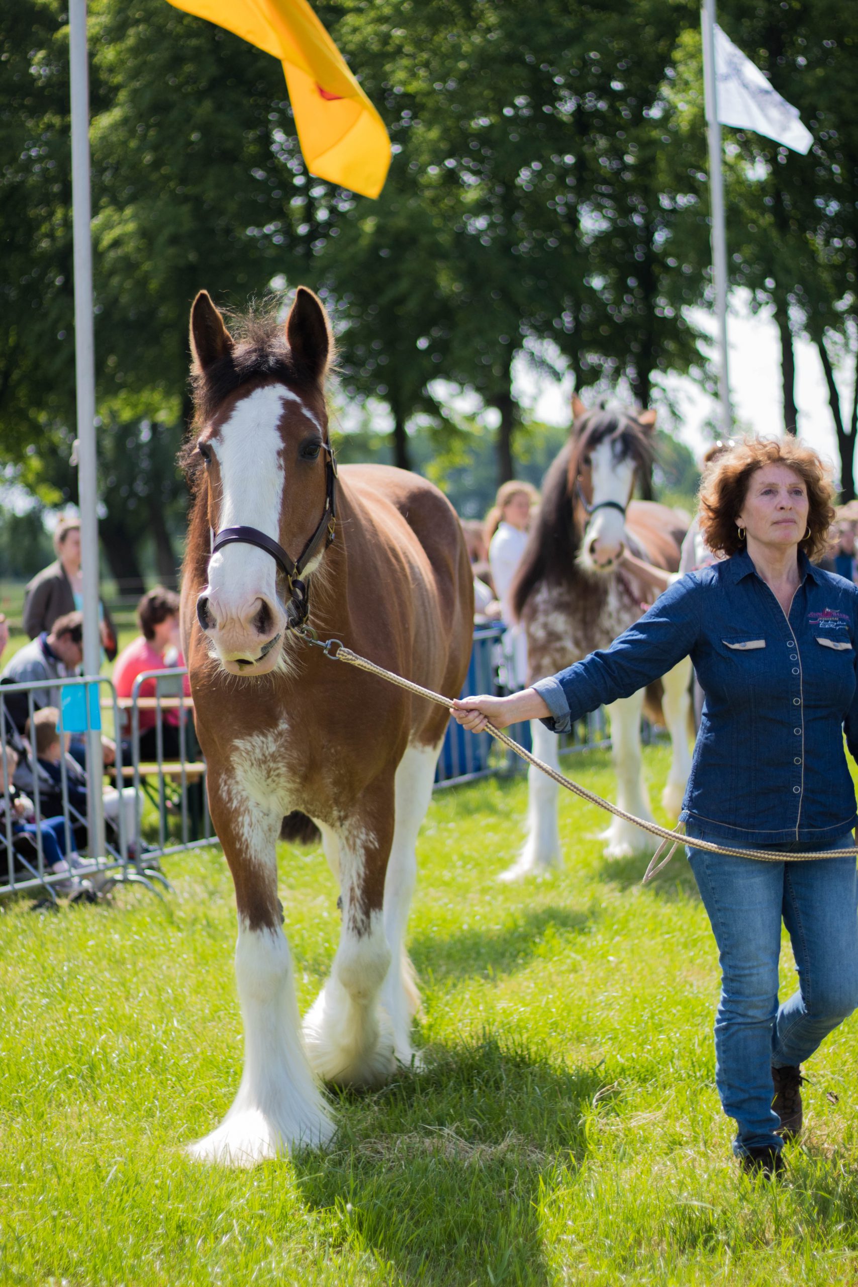 Rassenpresentatie Paard