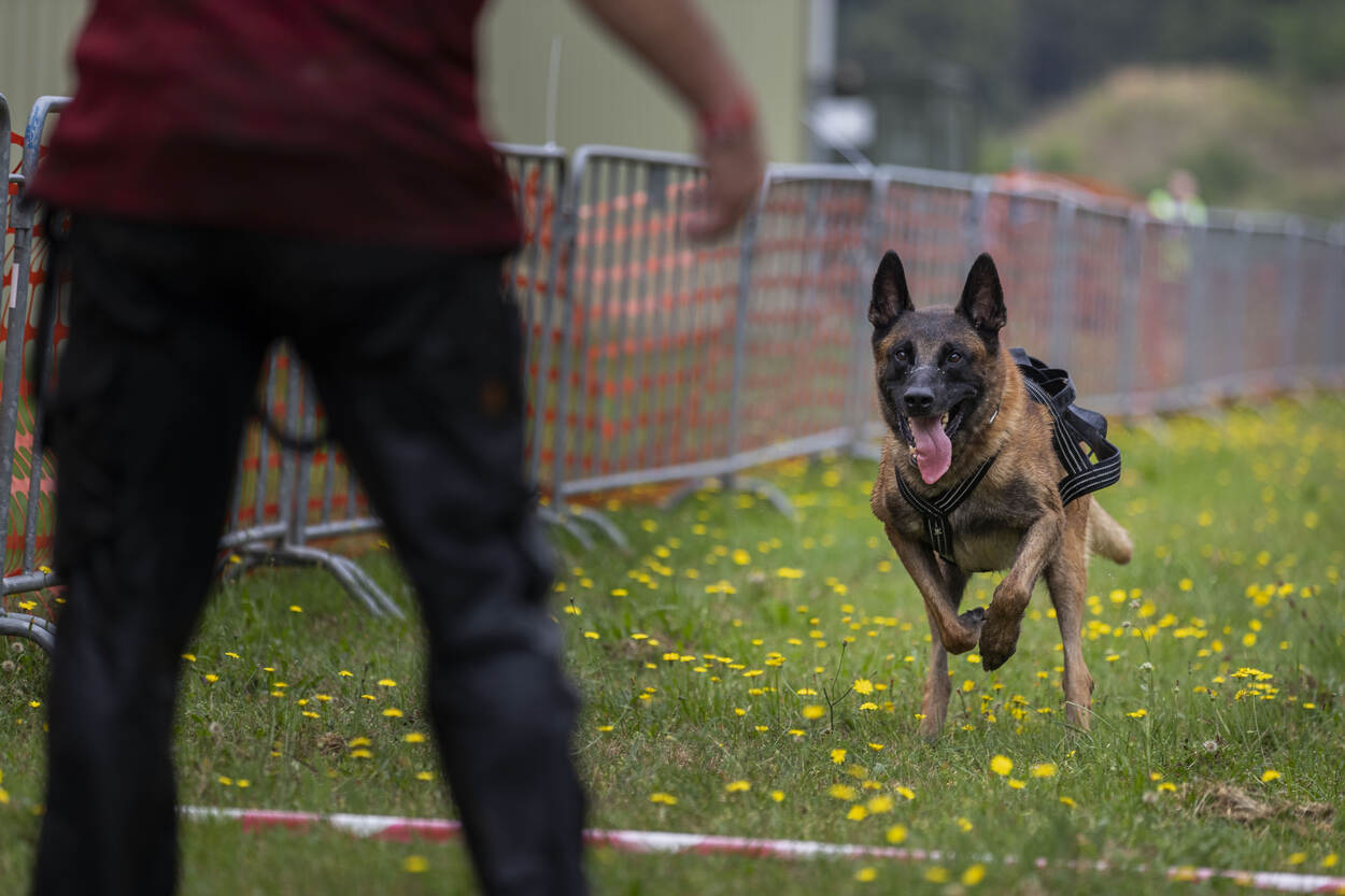 Hondenbiathlon Woensdrecht