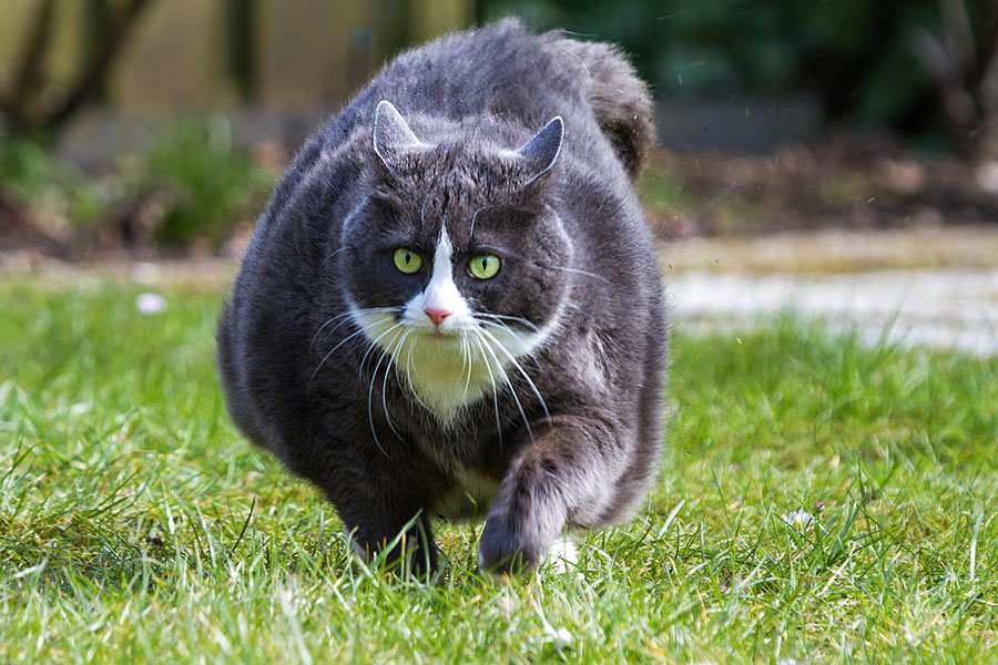 dikke-kat