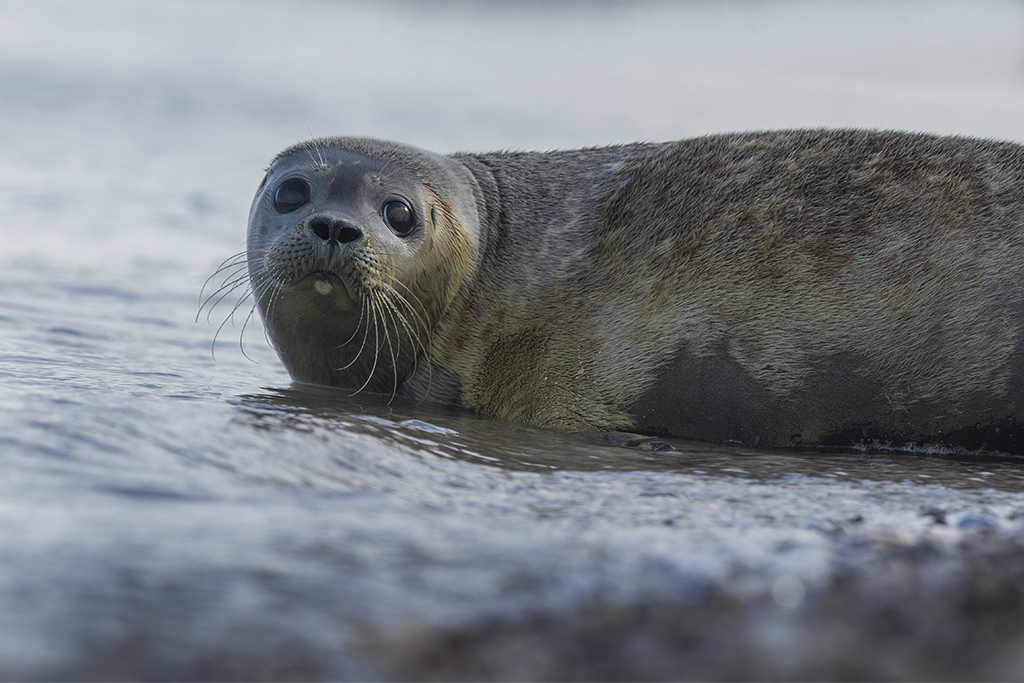 gewone-zeehond-phoca-vitulina-4