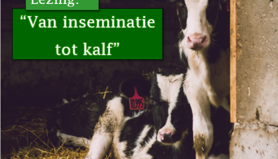 van inseminatie tot kalf